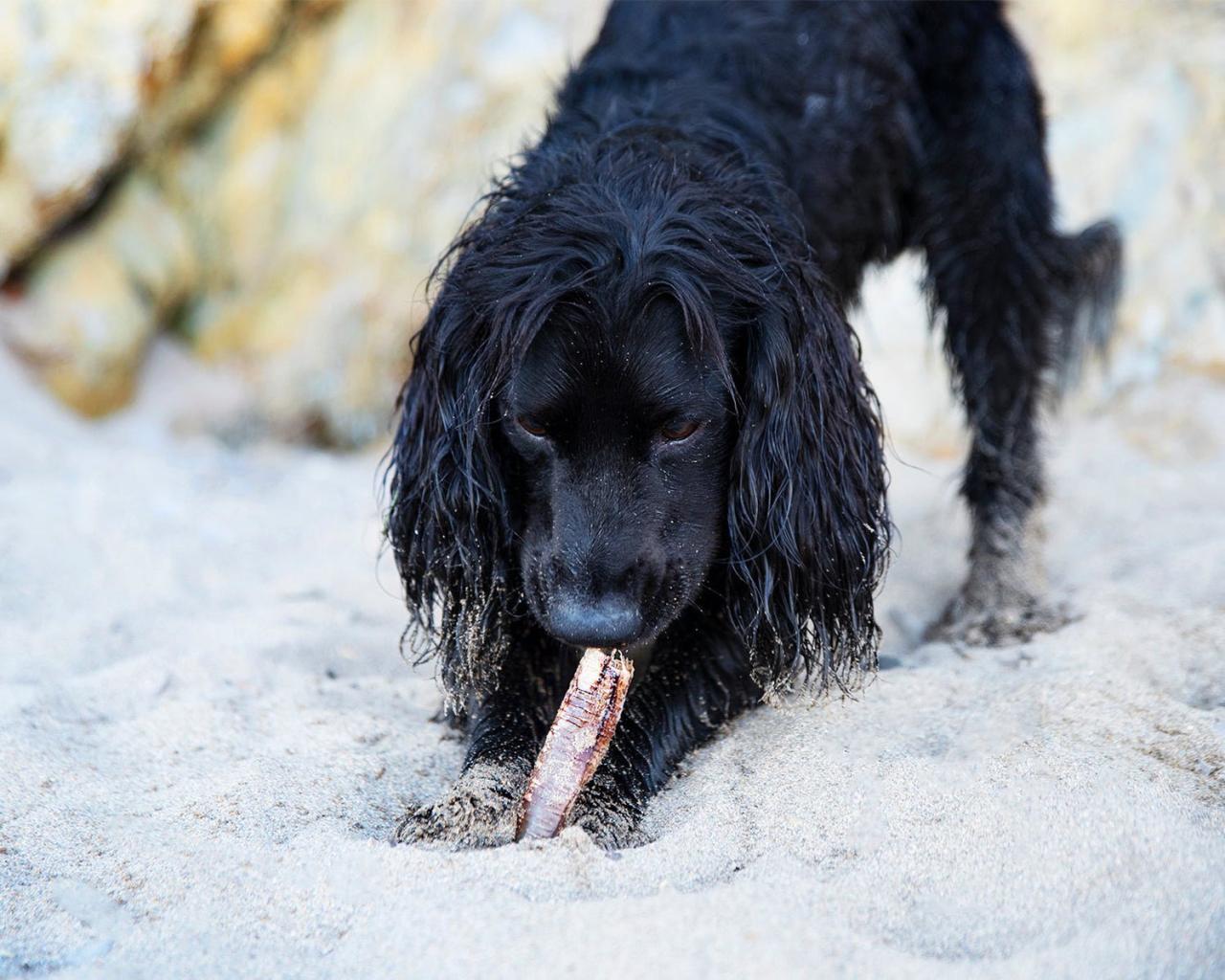 Shop All — JR Pet Products Jr petshop