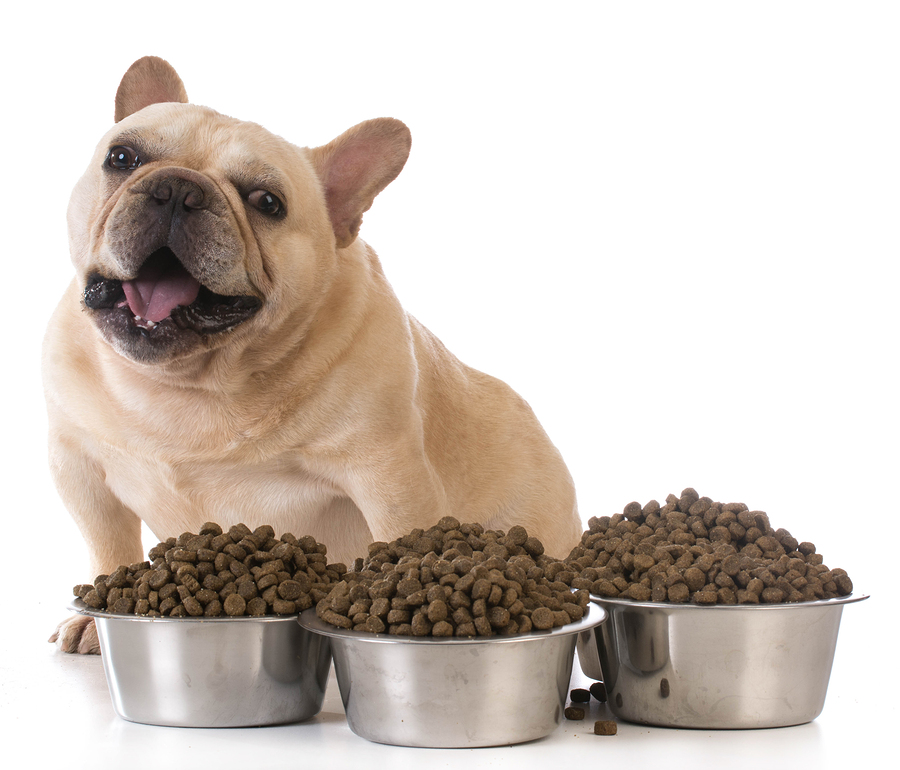 Top 10 Dog Food Myths